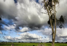 招聘版法人授权书--模板